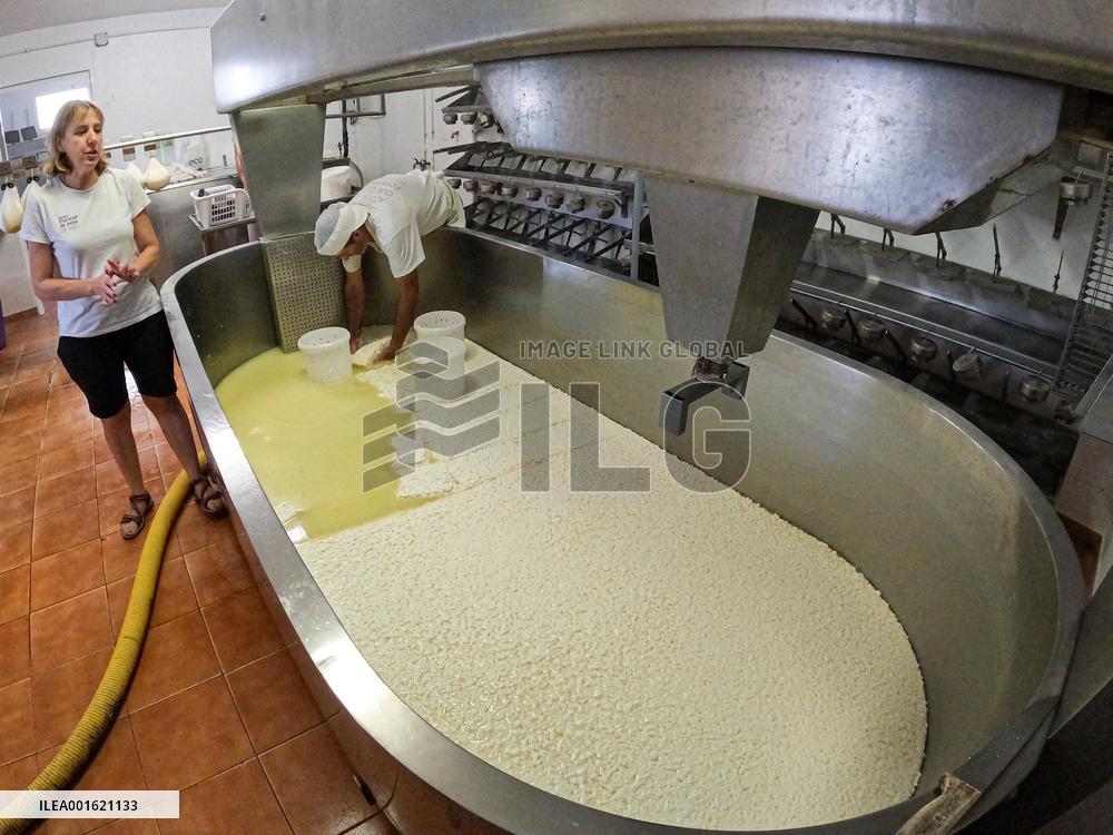 Mahon Cheese Making - Menorca