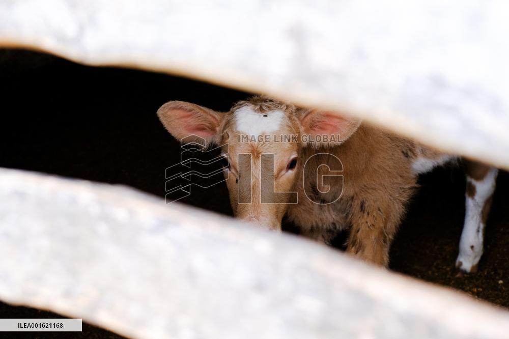Mahon Cheese Making - Menorca