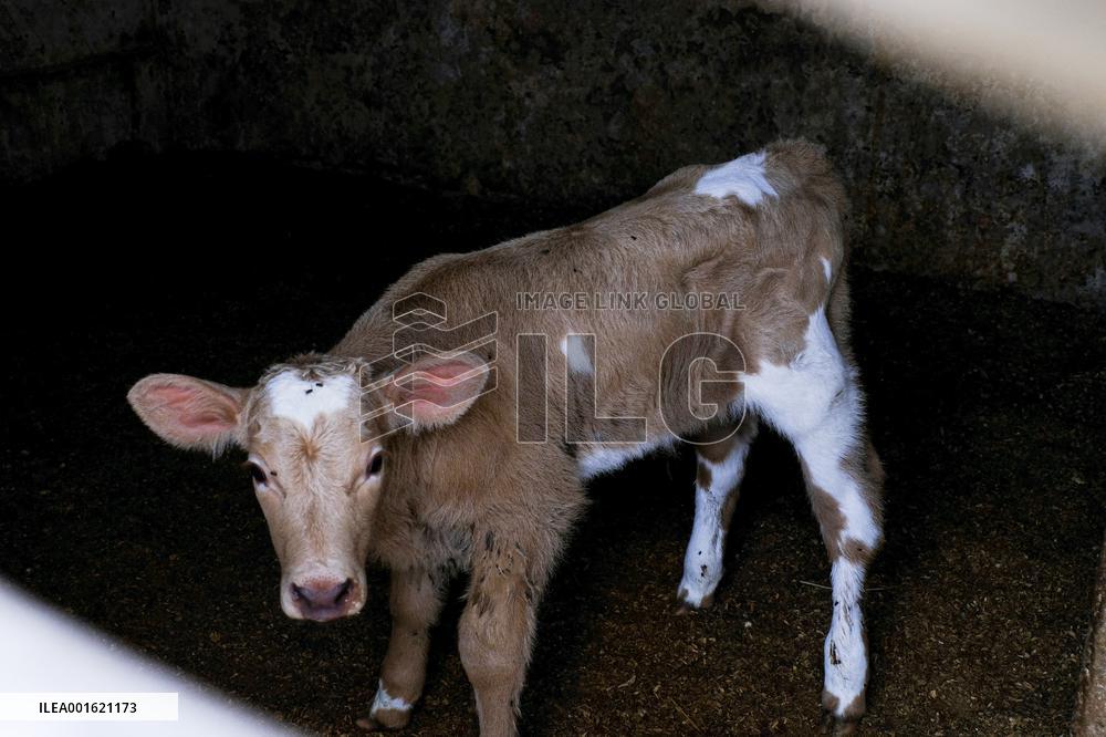 Mahon Cheese Making - Menorca