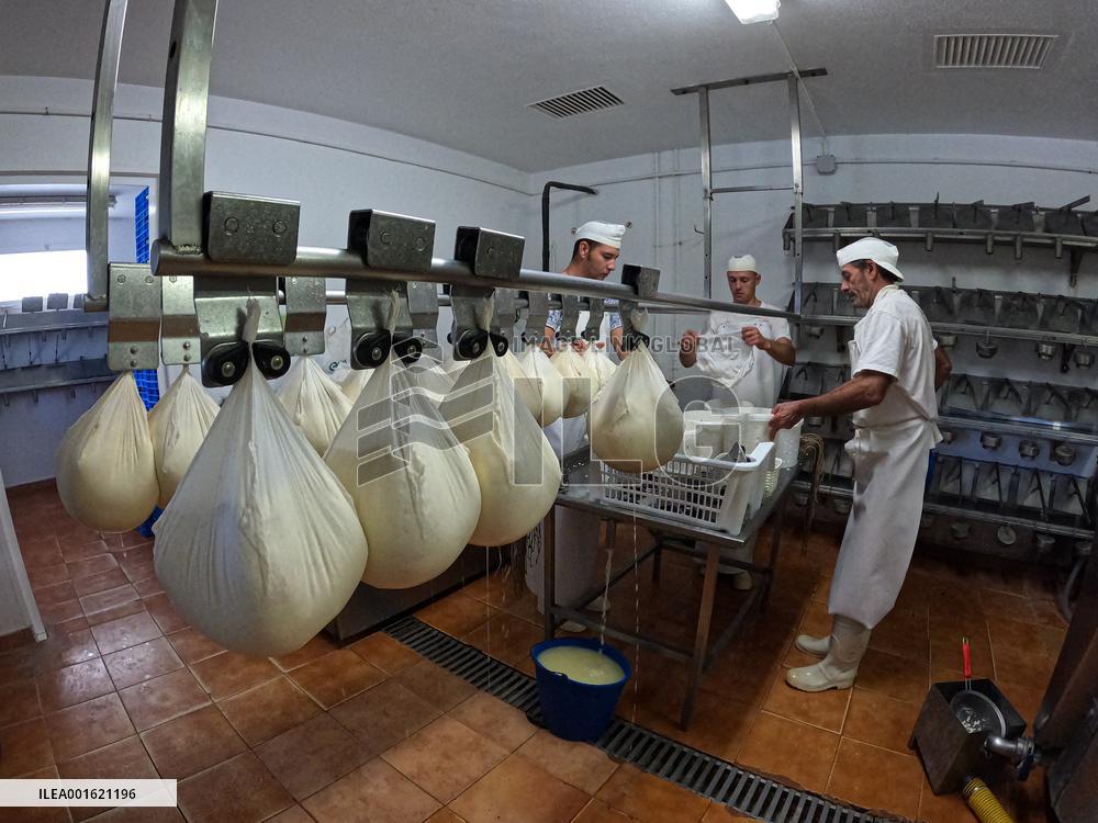 Mahon Cheese Making - Menorca