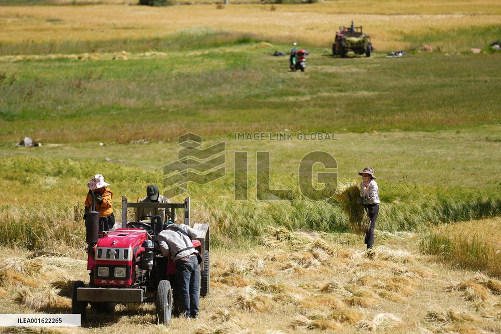 CHINA-TIBET-BANBAR-AUTUMN HARVEST (CN)
