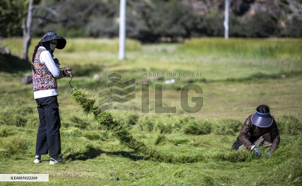 CHINA-TIBET-BANBAR-AUTUMN HARVEST (CN)