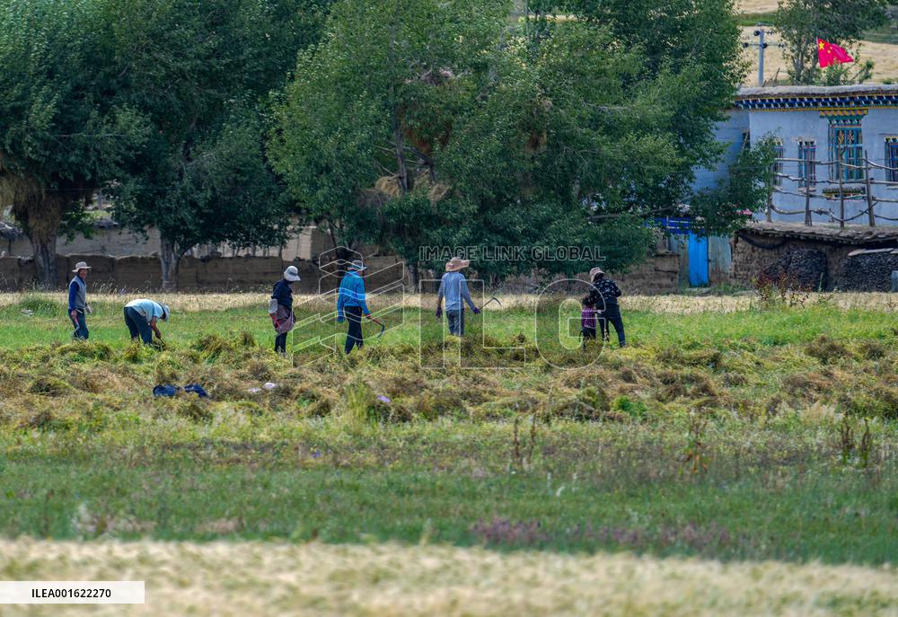 CHINA-TIBET-BANBAR-AUTUMN HARVEST (CN)