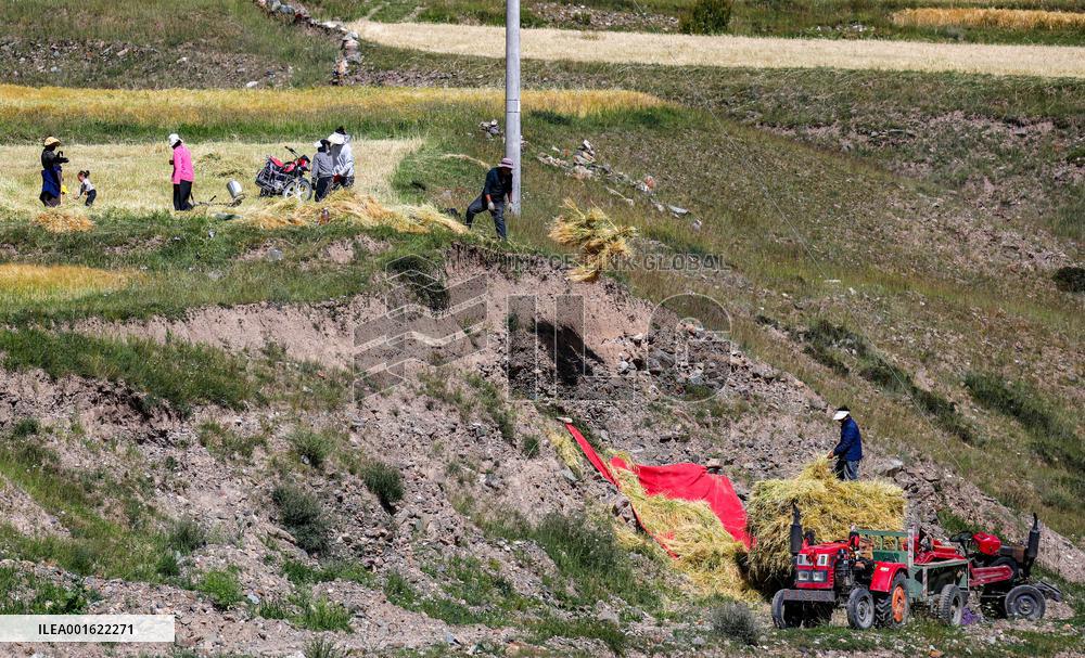 CHINA-TIBET-BANBAR-AUTUMN HARVEST (CN)