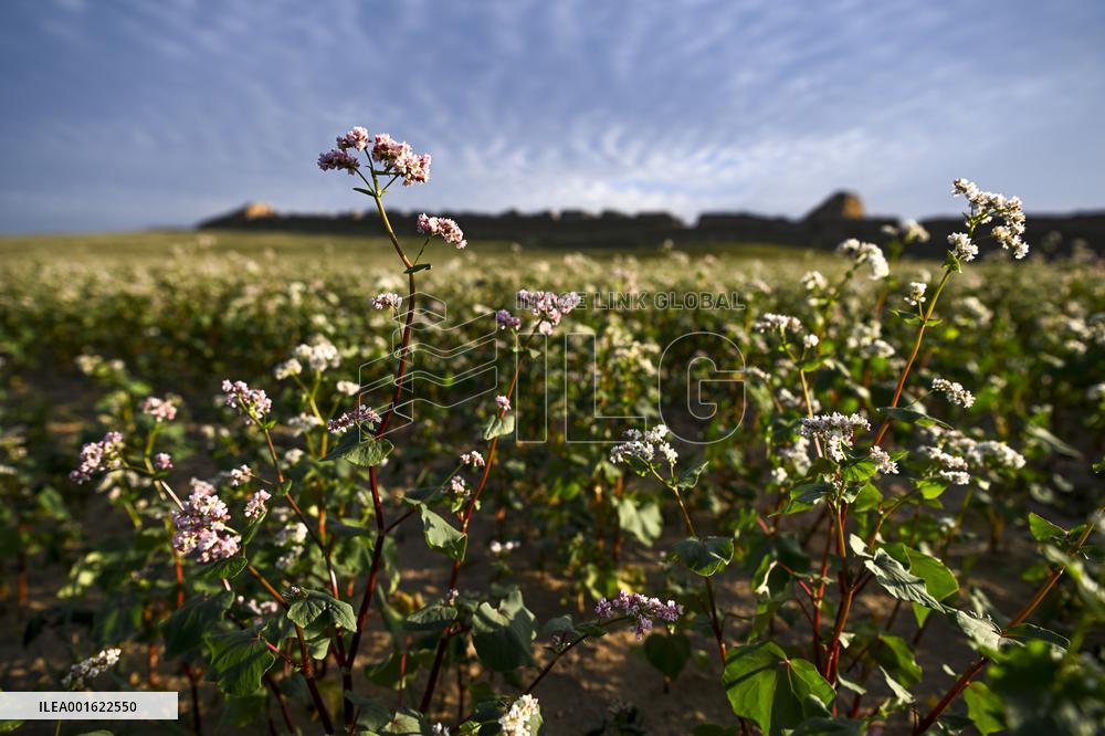 CHINA-NINGXIA-YANCHI COUNTY-BUCKWHEAT FLOWERS (CN)