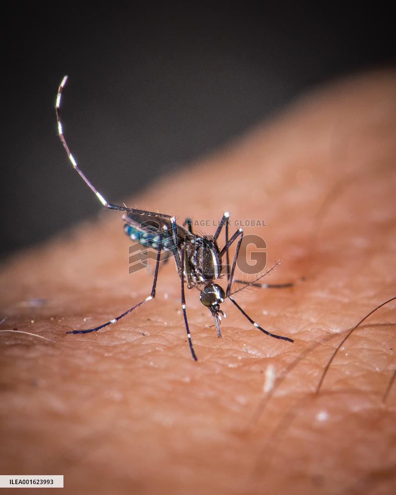 Tiger Mosquitoes invade France this summer - Paris