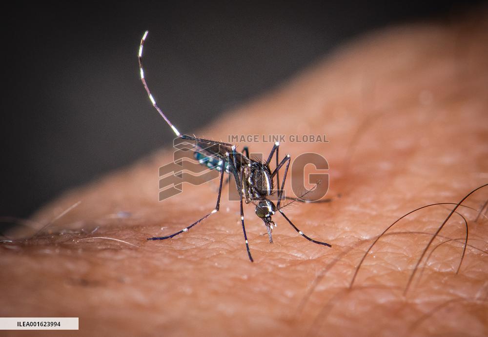 Tiger Mosquitoes invade France this summer - Paris