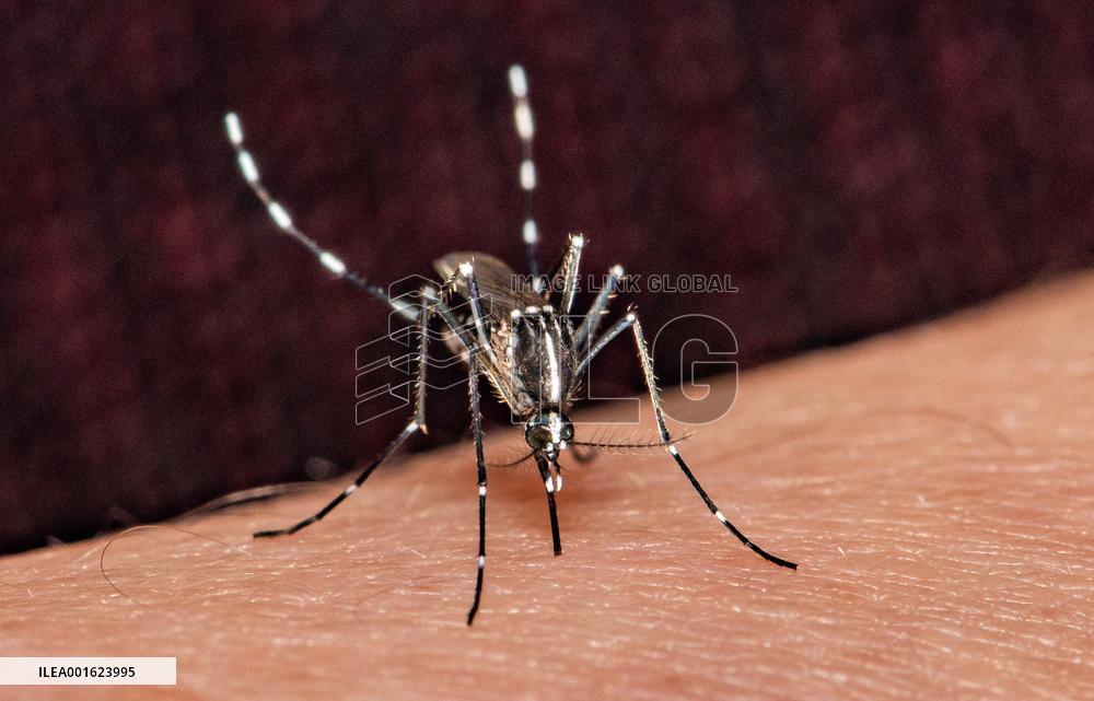 Tiger Mosquitoes invade France this summer - Paris
