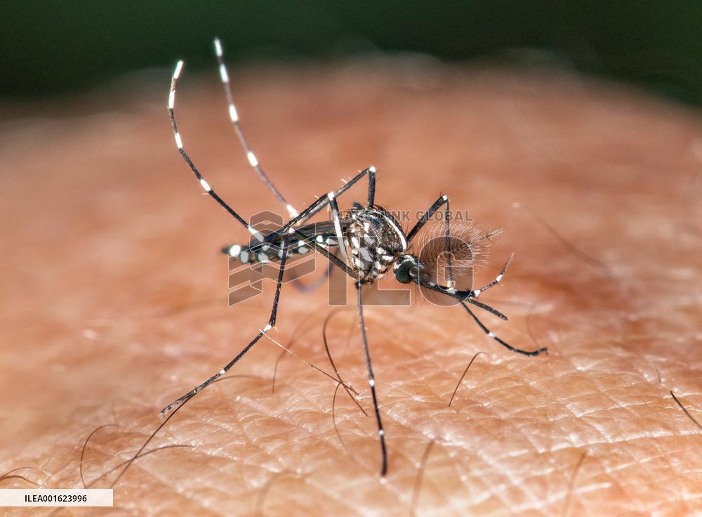 Tiger Mosquitoes invade France this summer - Paris