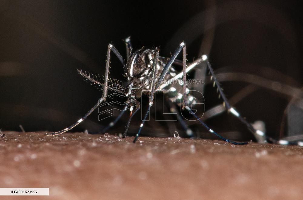 Tiger Mosquitoes invade France this summer - Paris