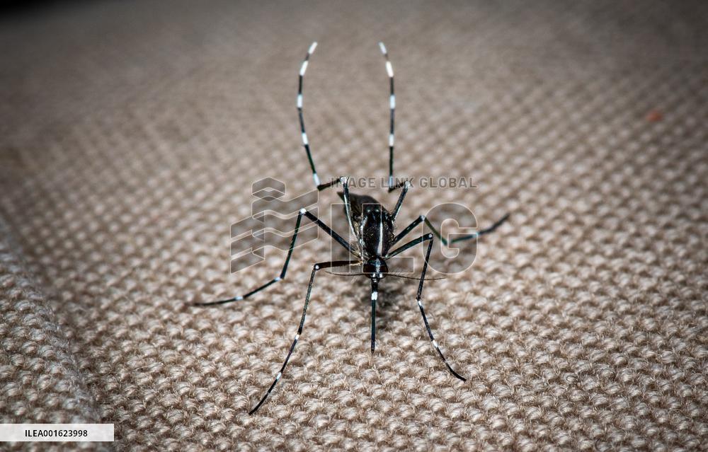 Tiger Mosquitoes invade France this summer - Paris