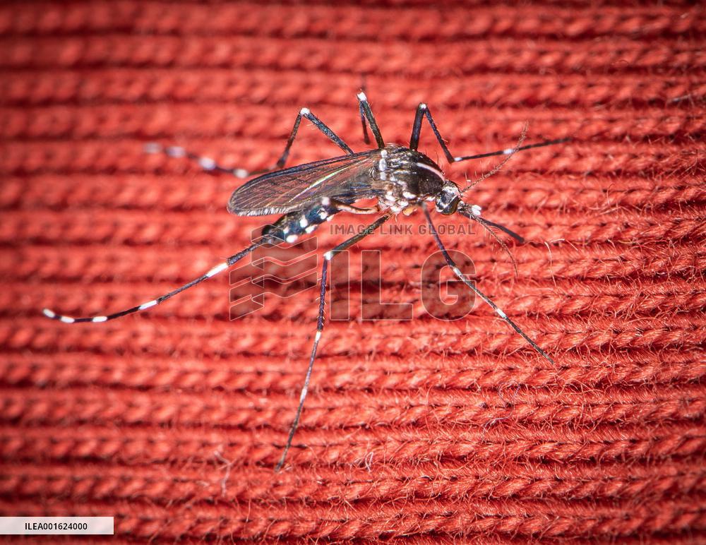 Tiger Mosquitoes invade France this summer - Paris