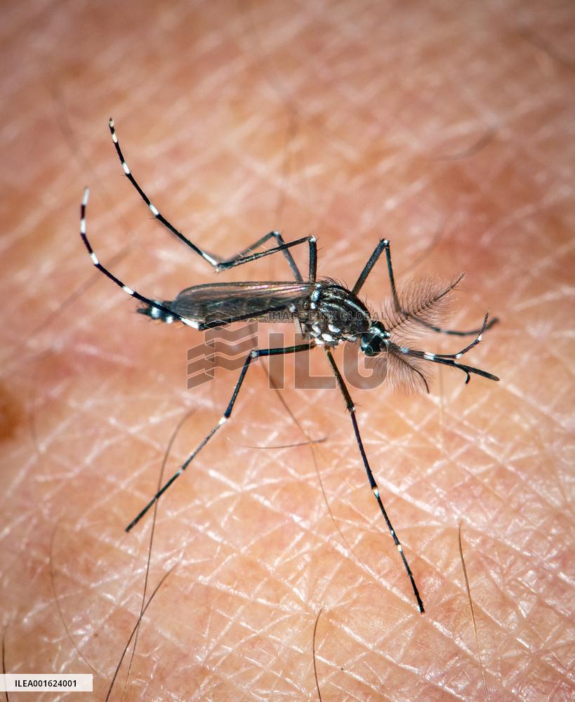 Tiger Mosquitoes invade France this summer - Paris