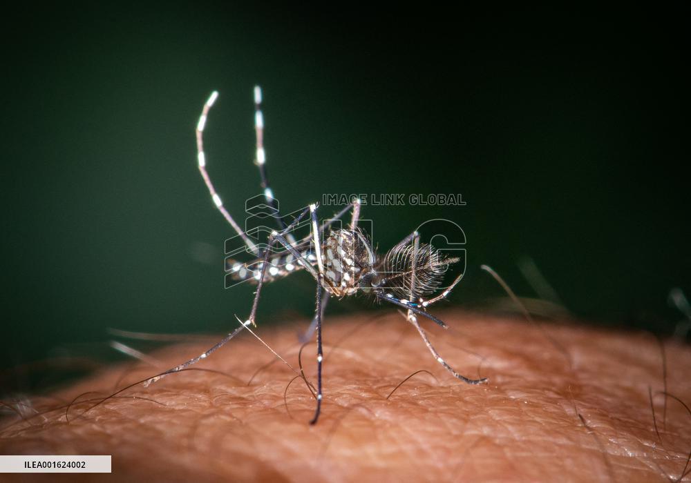 Tiger Mosquitoes invade France this summer - Paris