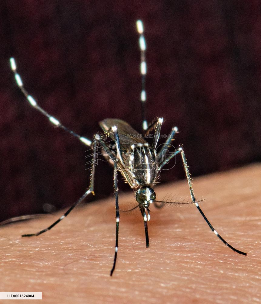 Tiger Mosquitoes invade France this summer - Paris