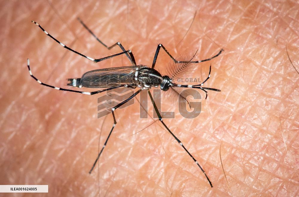 Tiger Mosquitoes invade France this summer - Paris