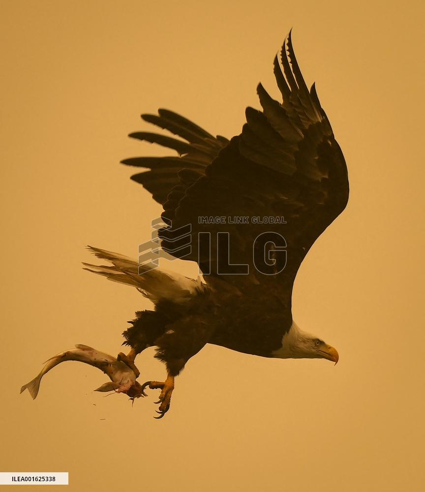 Western Canada Wildfires Force Tens Of Thousands To Flee