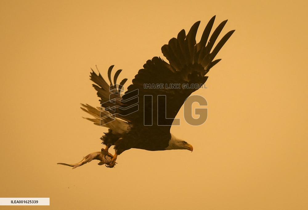 Western Canada Wildfires Force Tens Of Thousands To Flee