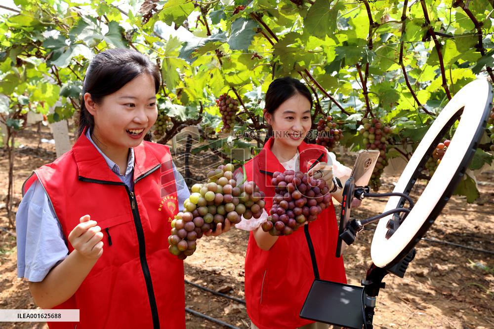Agricultural Sales Via Online Live Broadcast