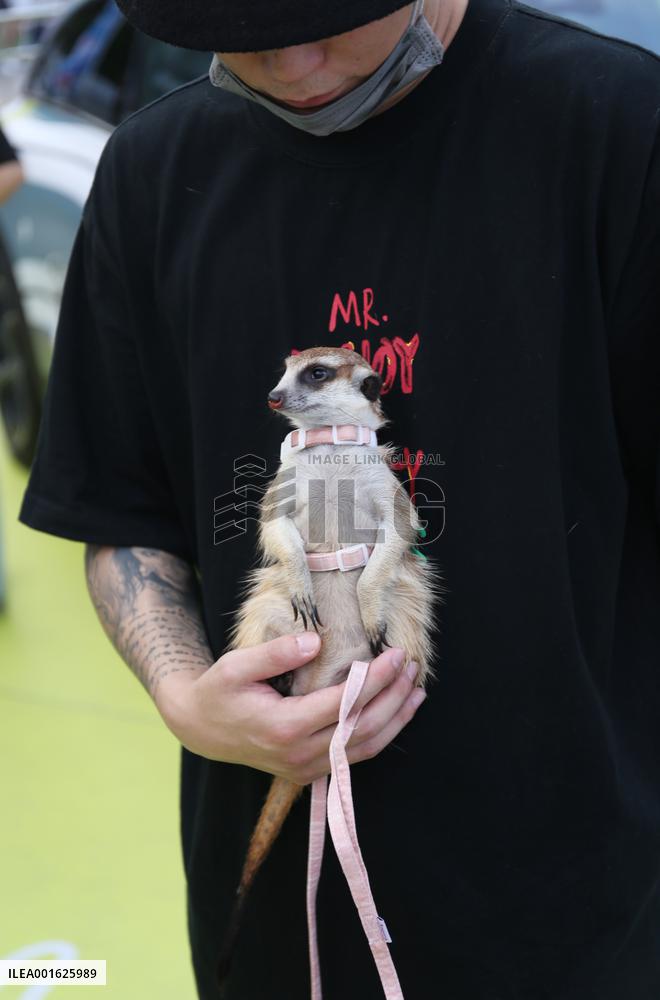 Taobao Tmall Night at the Asian Pet Fair in Shanghai