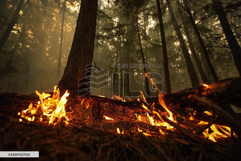Explosive Wildfire Engulfs Shuswap Lake Region - Canada