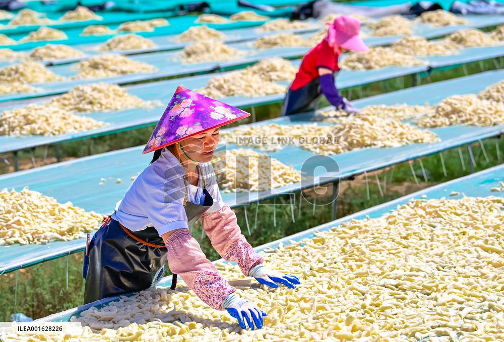 White Radish Planting Base in Ordos