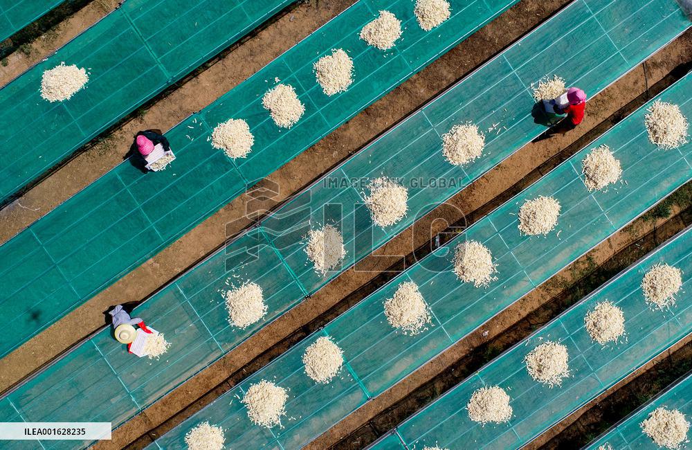 White Radish Planting Base in Ordos
