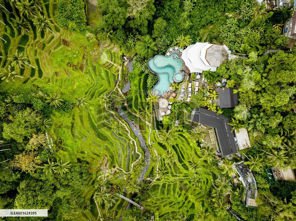 Rice Terraces In Bali - Indonesia