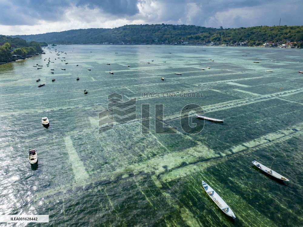 Seaweed Cultivation - Indonesia