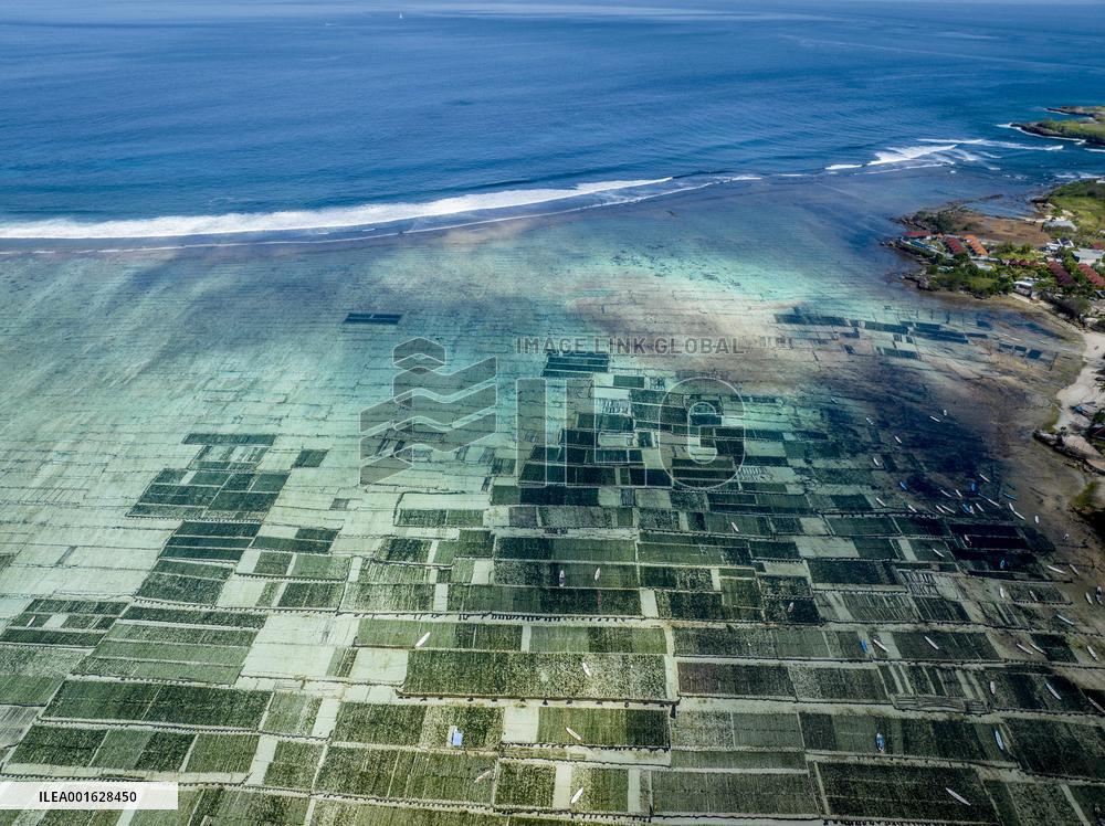 Seaweed Cultivation - Indonesia