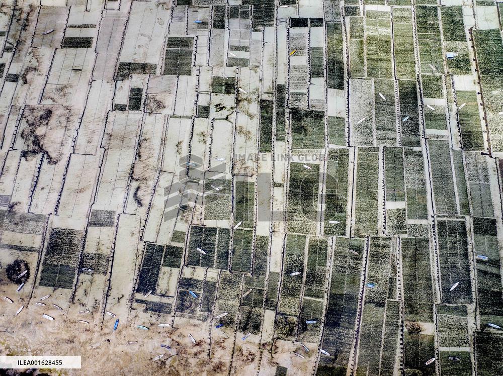 Seaweed Cultivation - Indonesia