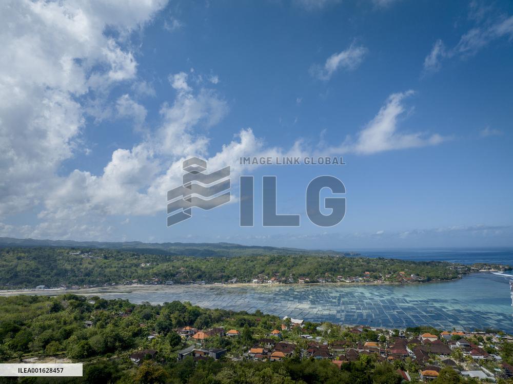 Seaweed Cultivation - Indonesia