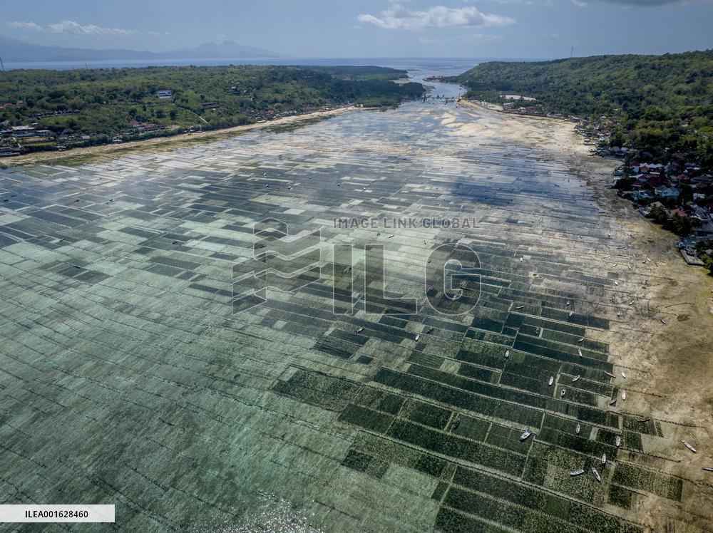 Seaweed Cultivation - Indonesia