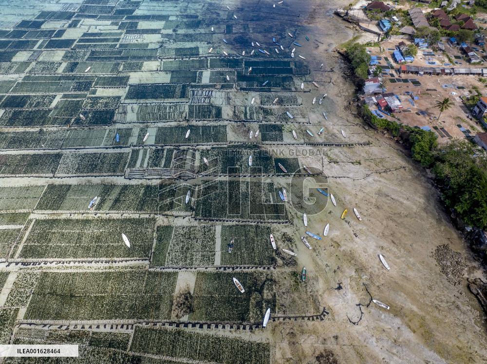 Seaweed Cultivation - Indonesia