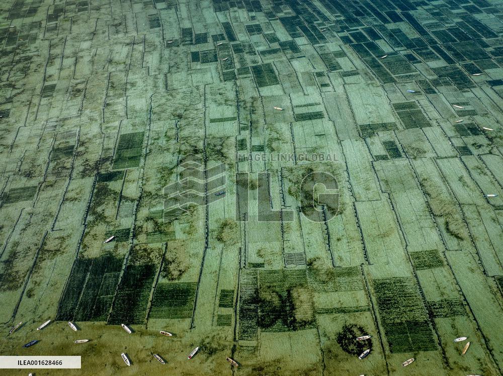Seaweed Cultivation - Indonesia