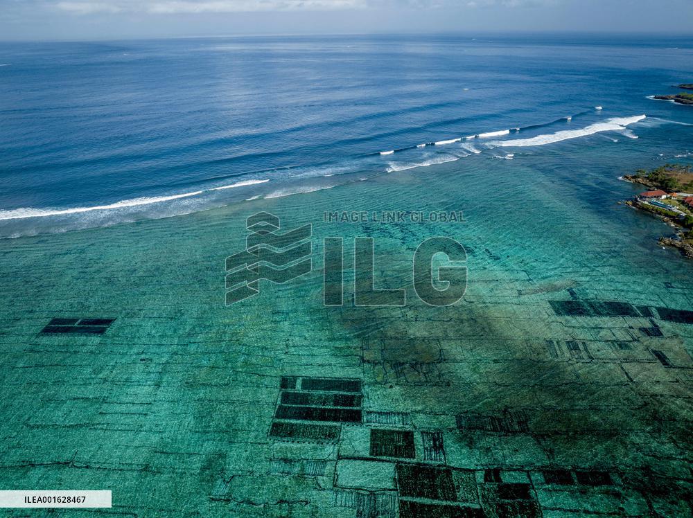 Seaweed Cultivation - Indonesia