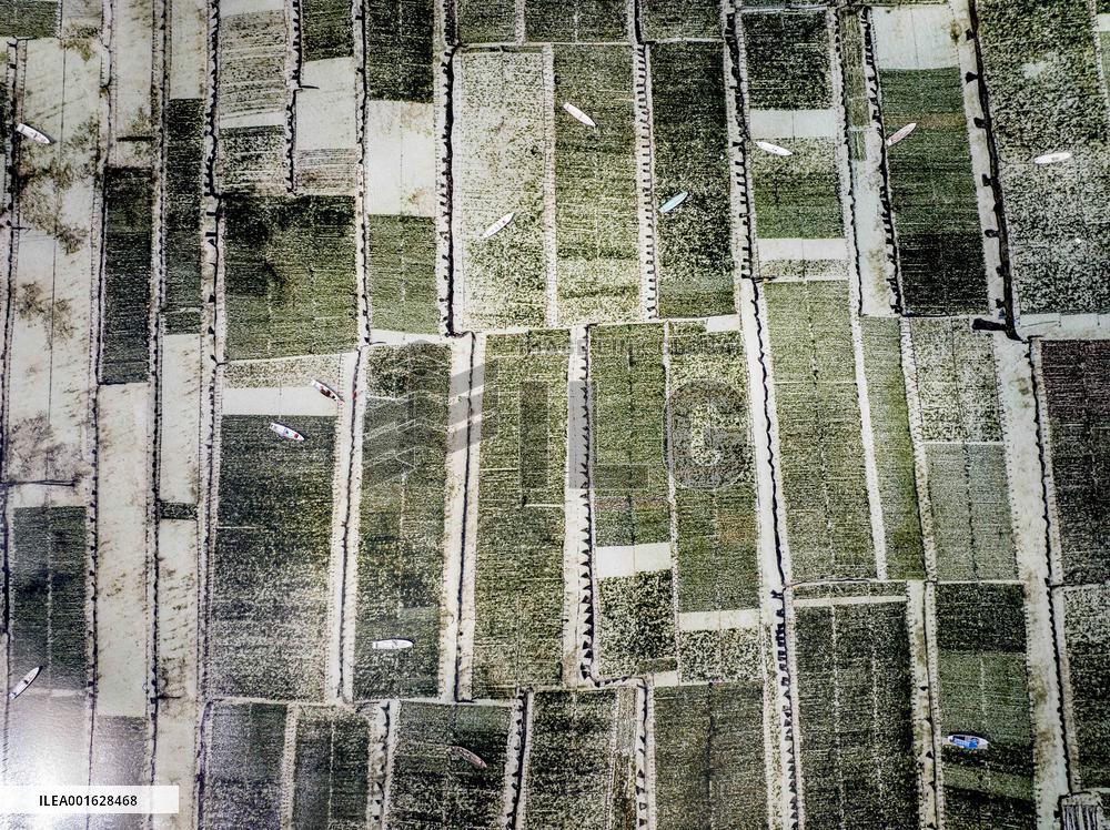 Seaweed Cultivation - Indonesia