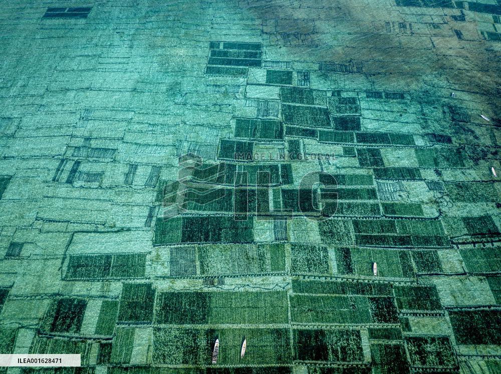 Seaweed Cultivation - Indonesia