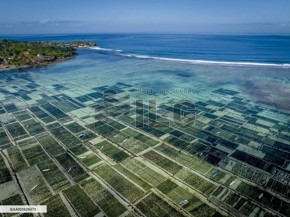 Seaweed Cultivation - Indonesia