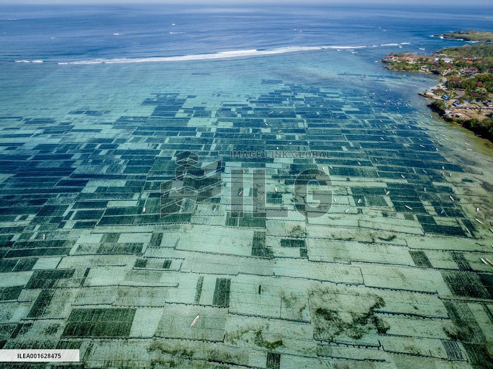 Seaweed Cultivation - Indonesia