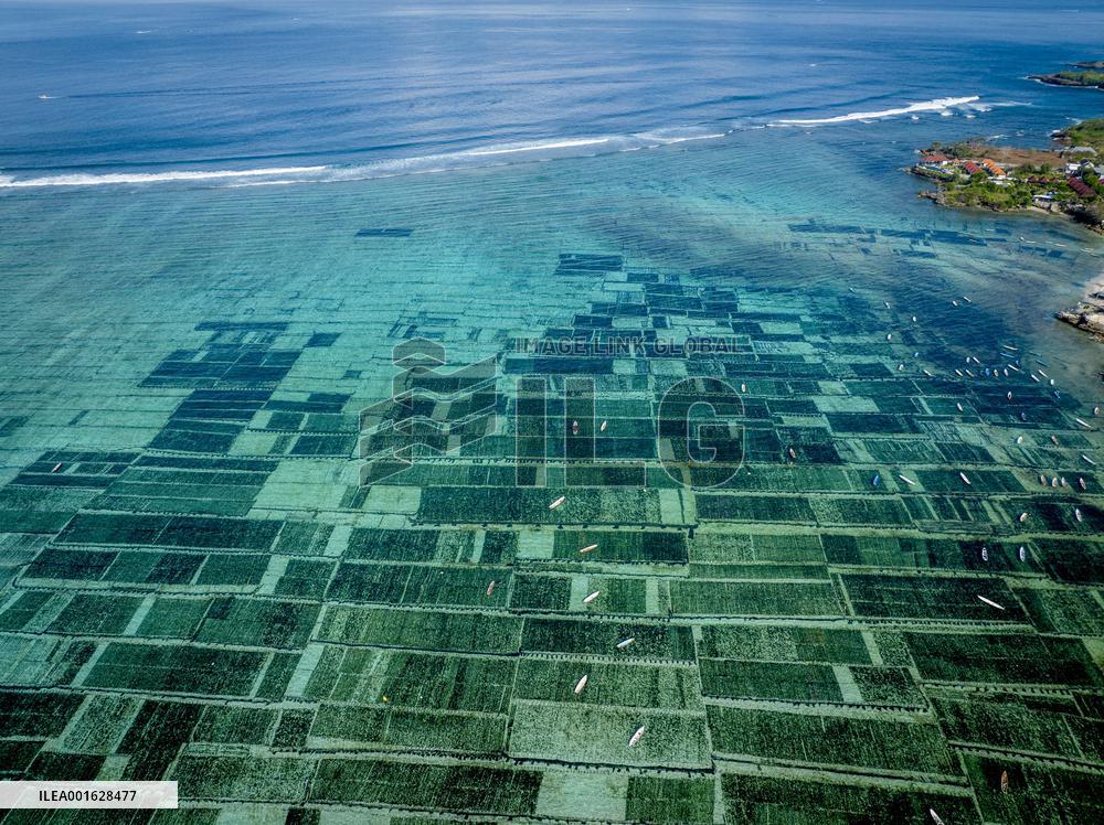 Seaweed Cultivation - Indonesia