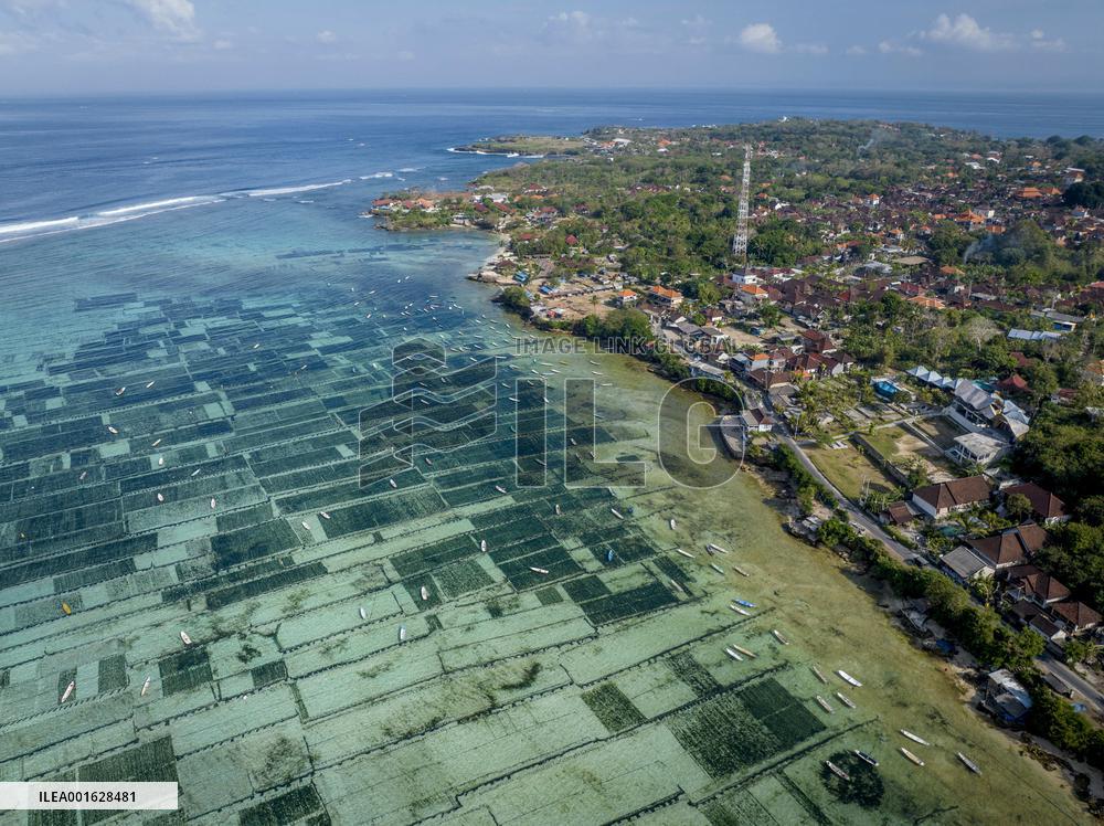 Seaweed Cultivation - Indonesia