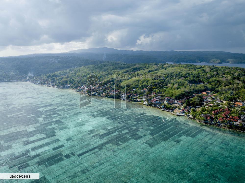 Seaweed Cultivation - Indonesia