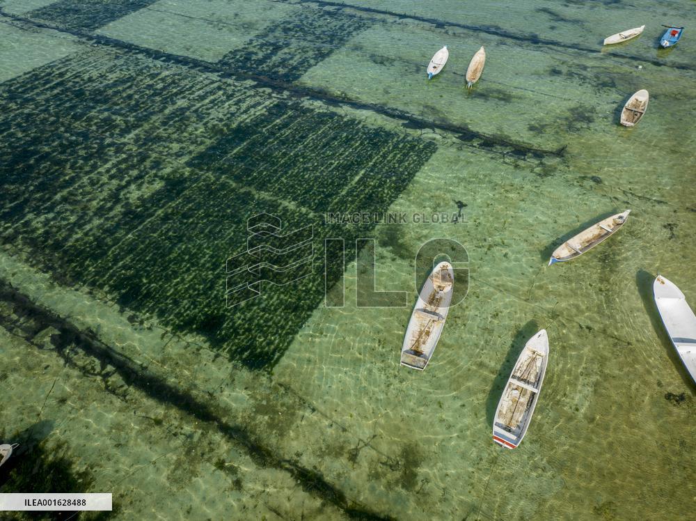 Seaweed Cultivation - Indonesia