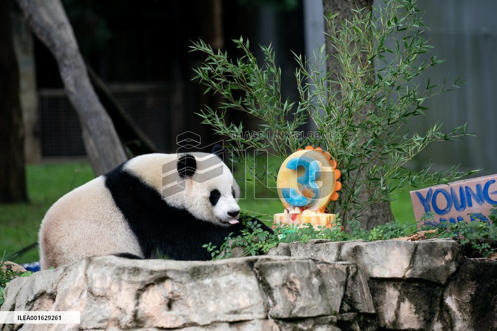 U.S.-WASHINGTON, D.C.-GIANT PANDA CUB-BIRTHDAY-CELEBRATION