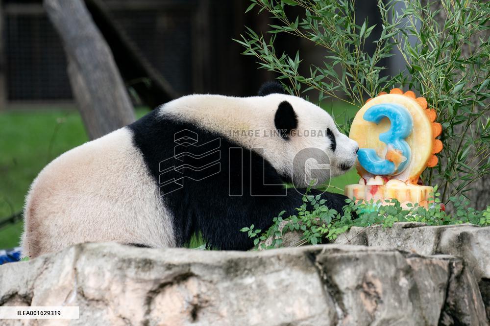 U.S.-WASHINGTON, D.C.-GIANT PANDA CUB-BIRTHDAY-CELEBRATION