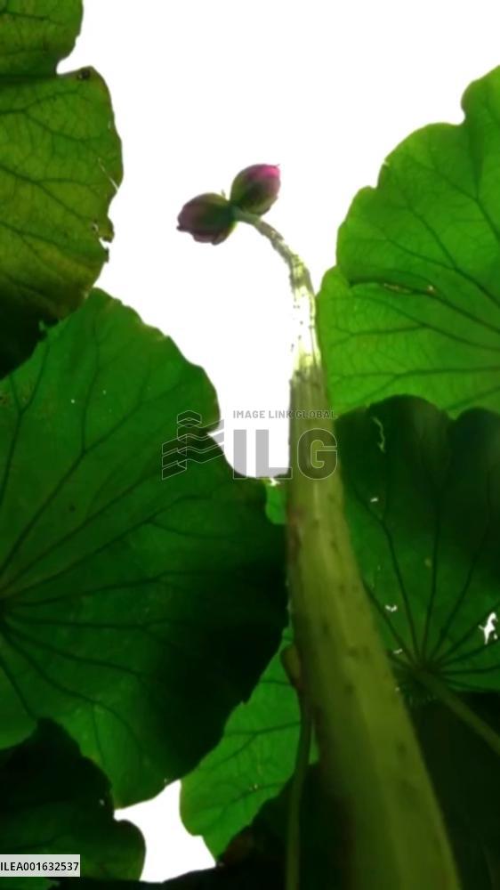 Rare twin lotus flowers spotted in China's Dali
