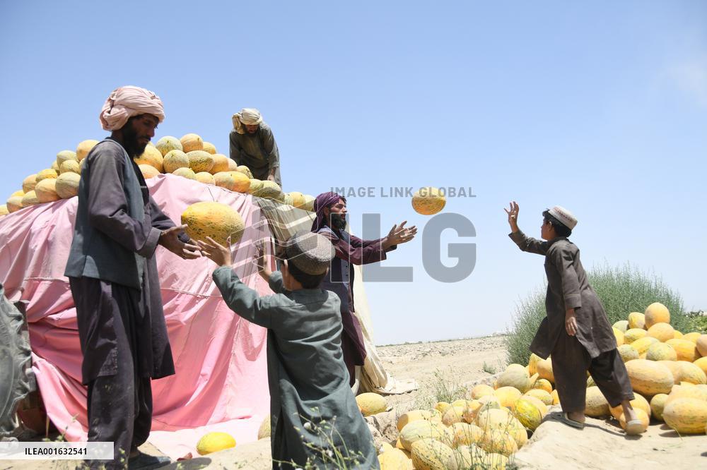 AFGHANISTAN-KANDAHAR-MELONS