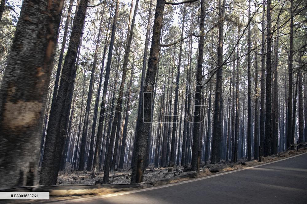 Wildfire Burned Almost 15,000 Hectares - Tenerife