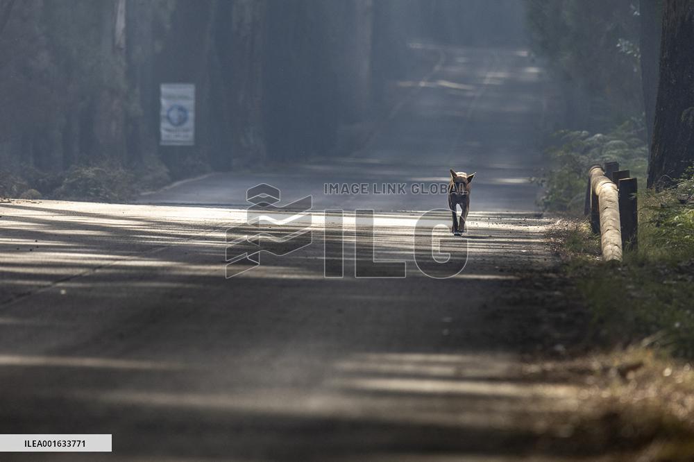 Wildfire Burned Almost 15,000 Hectares - Tenerife